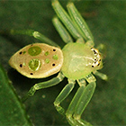 Poecilothomisus sp.