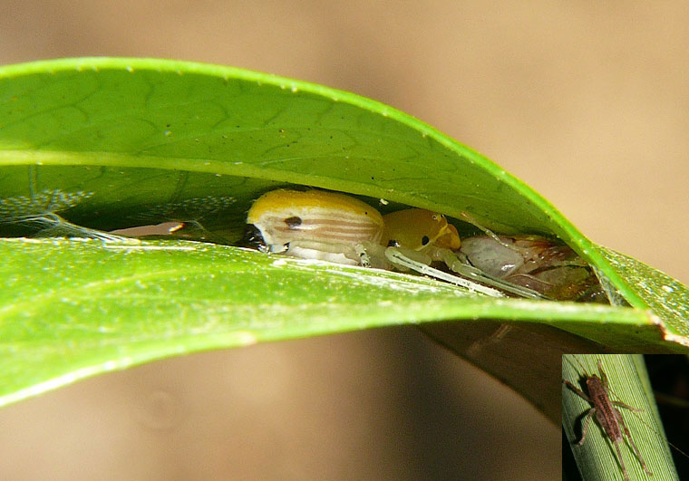 Poecilothomisus speciosus