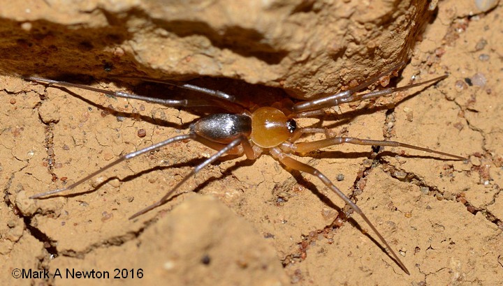 Sub-adult from above