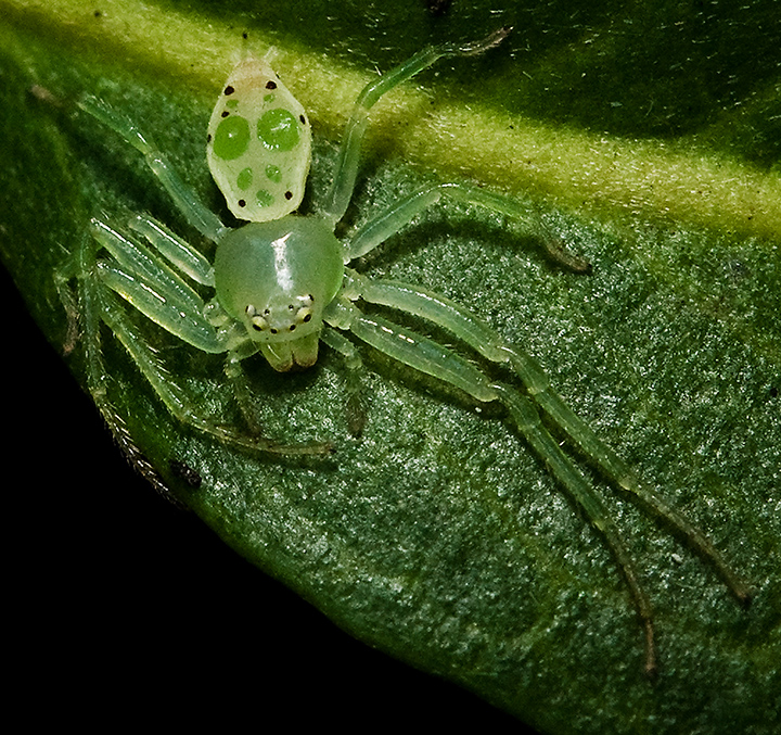 Poecilothomisus