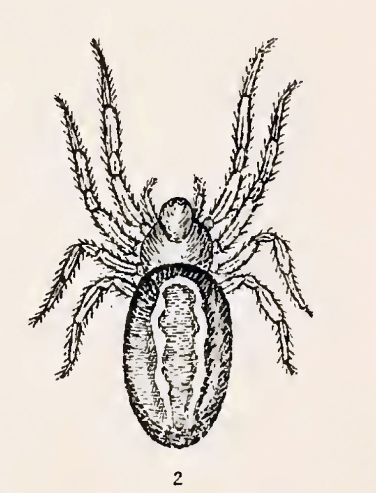 Euryopis superba Emertonella