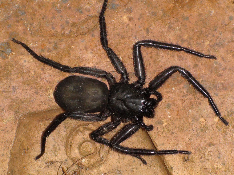 Rebilis lugubris