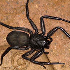 Rebilis lugubris