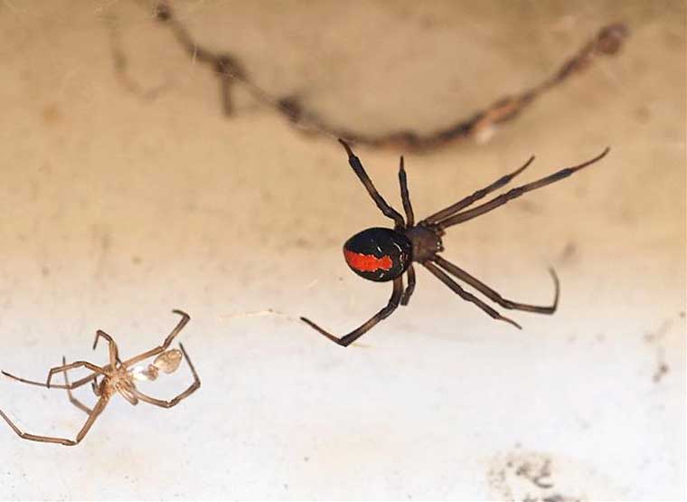 Latrodectus hasselti Red Back Spider