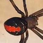 Latrodectus hasselti Red Back Spider