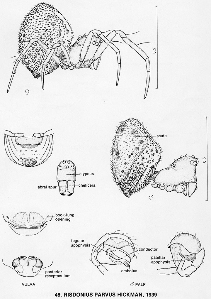 Anapidae Risdonius parvus 