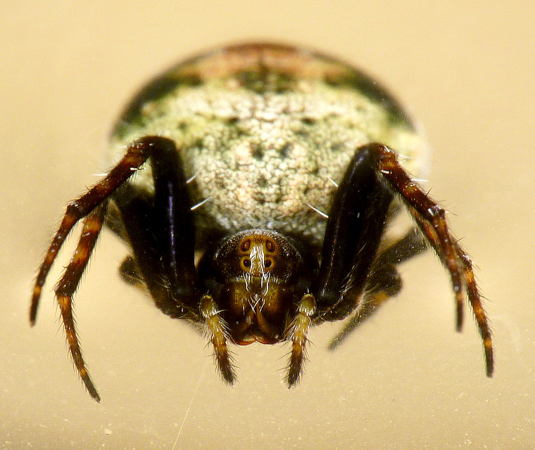 Araneus rotundulus