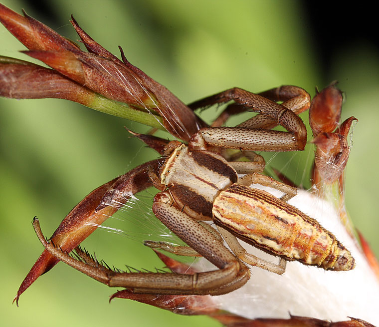 Runcinia acuminata