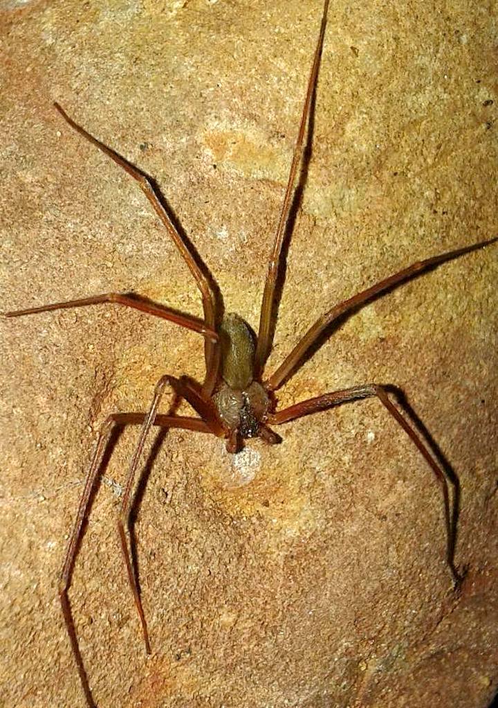 male Lioxosceles rufescens Adelaide northern suburbs