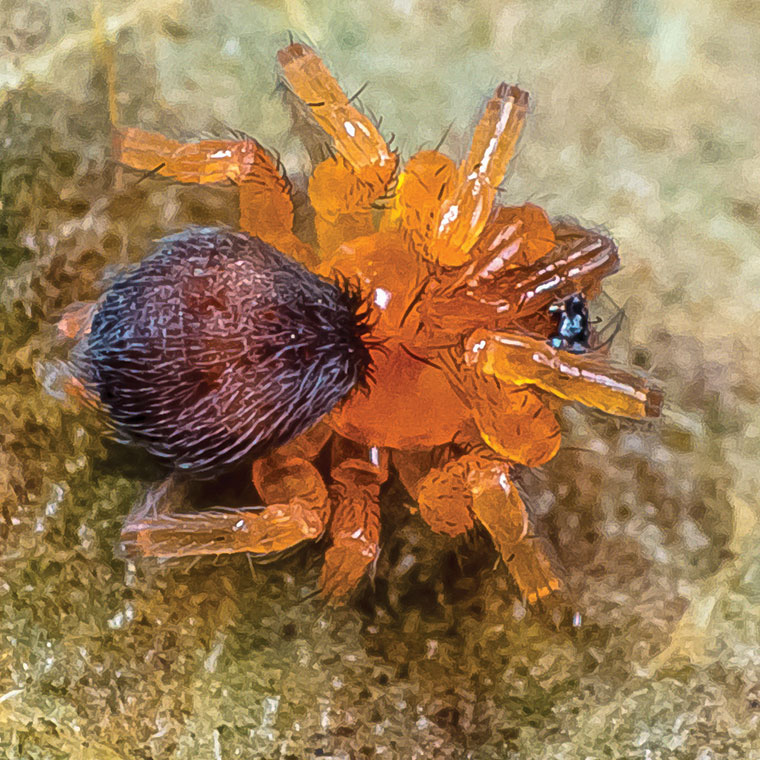 scotospilus Hahniidae