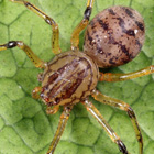 Scytotidae