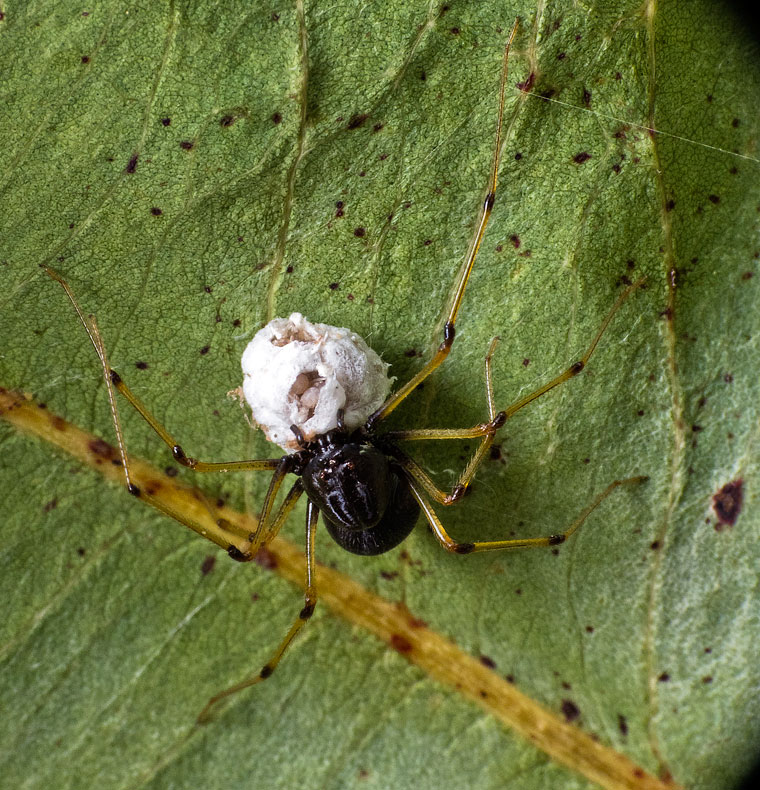 Scytodes fusca