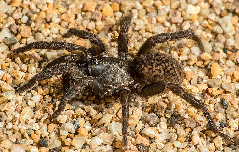 _Mygalomorphae Barychelidae Seqocrypta jakara Paten Road, The Gap, Brisbane Collected: Raven & Whyte Photo: Robert Whyte