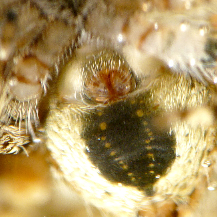 Servaea villosa