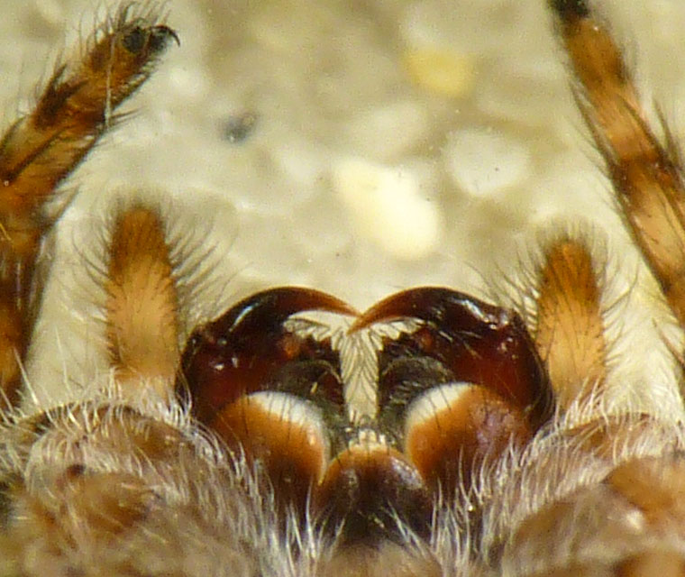 Servaea villosa