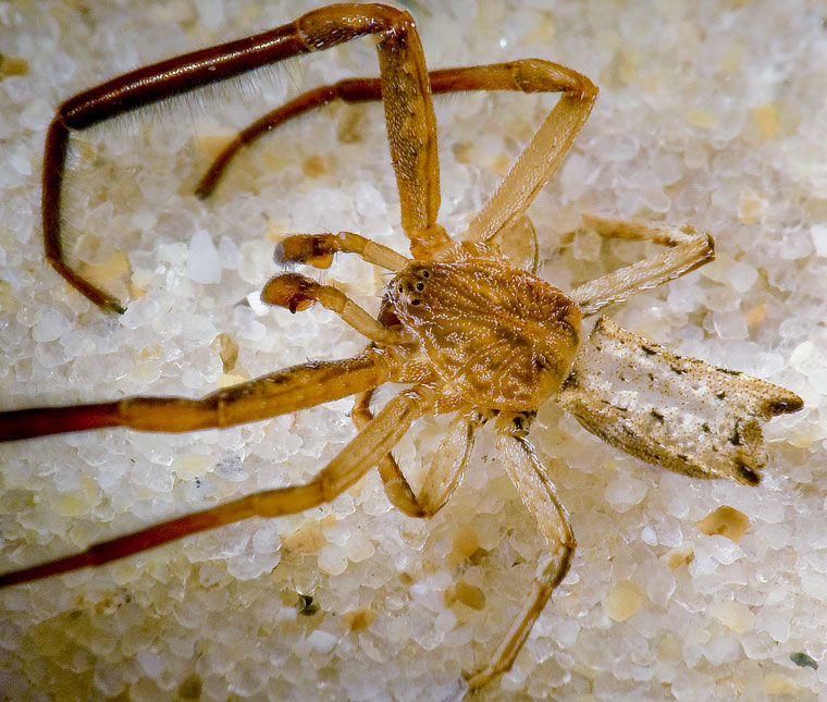 Sidymella sp.