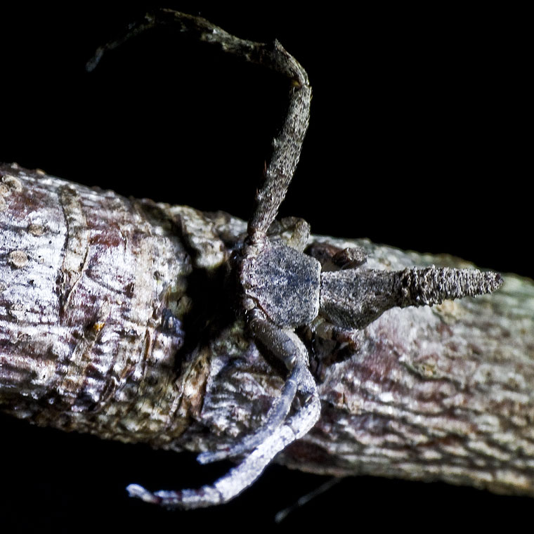 Sidymella sp.