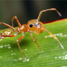 Myrmarachne smaragdina Ceccarelli, 2010