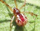 Theridion pyramidale