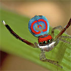 Maratus splendens