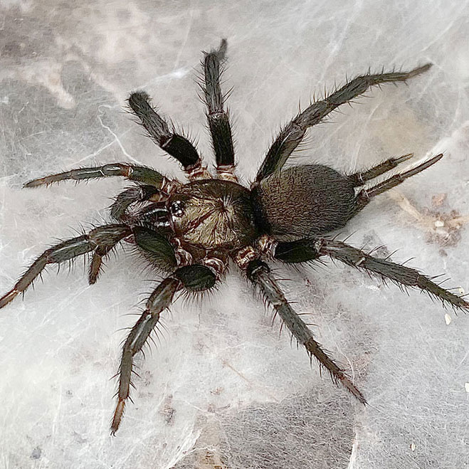 Namirea insularis, female, Burleigh heads, SEQ