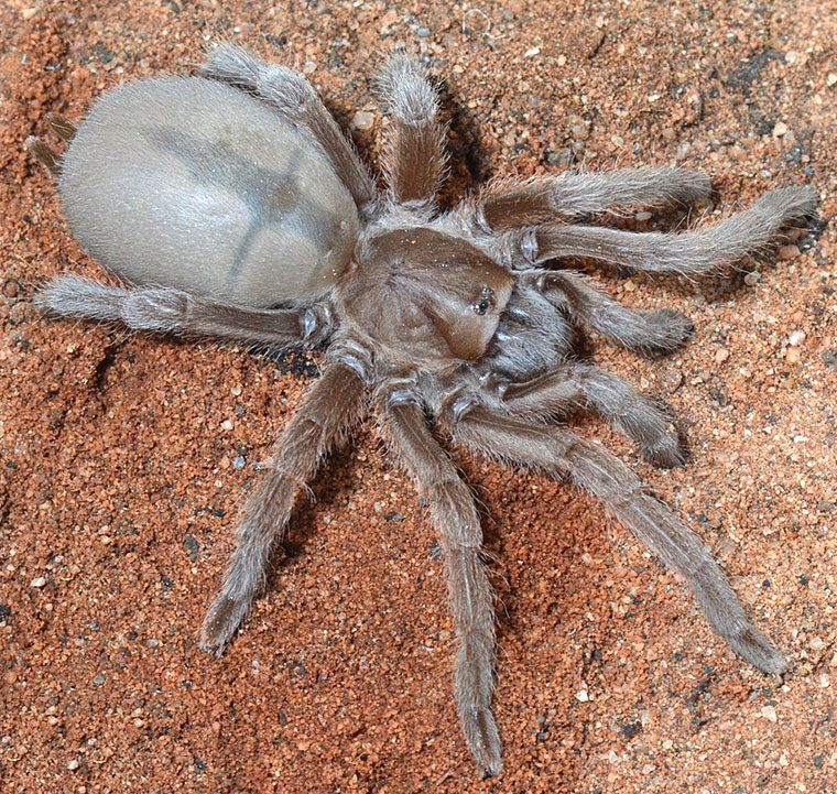 Selenocosmia stirlingi Hogg, 1901 Australian Whistling Spider