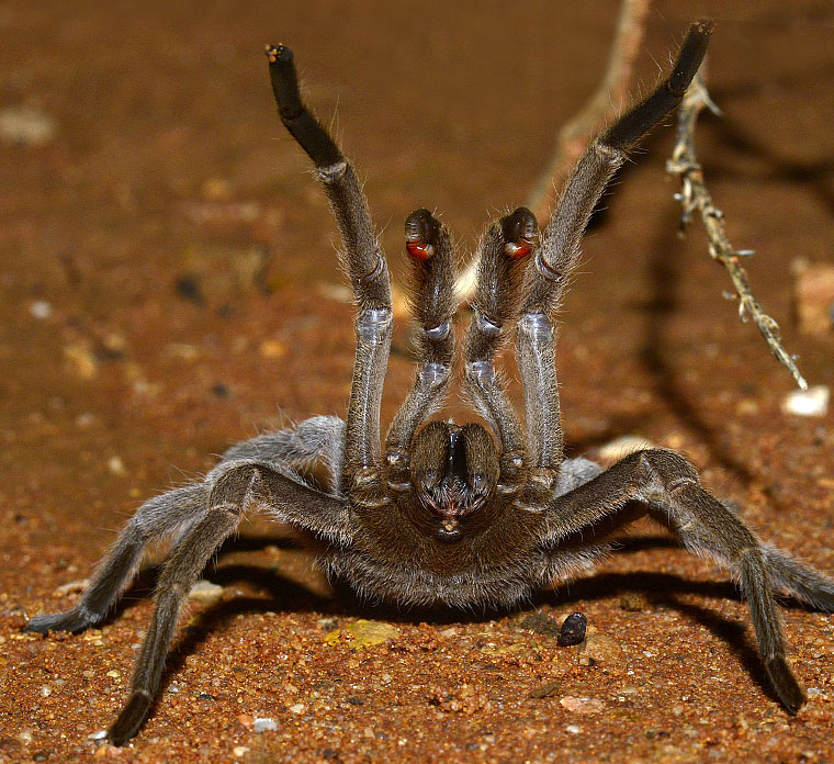 Selenocosmia stirlingi Hogg, 1901 Australian Whistling Spider