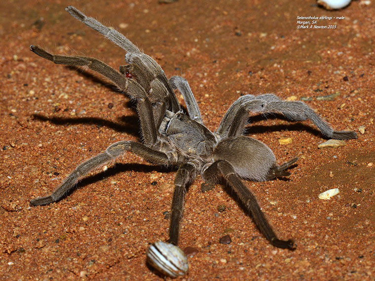 Selenocosmia stirlingi Hogg, 1901 Australian Whistling Spider