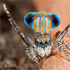 Maratus stanleyi