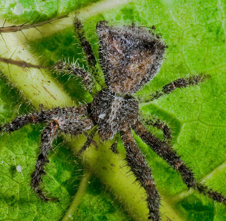 Sidymella hirsuta