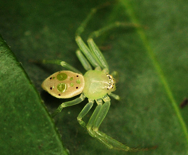 Poecilothomisus speciosus