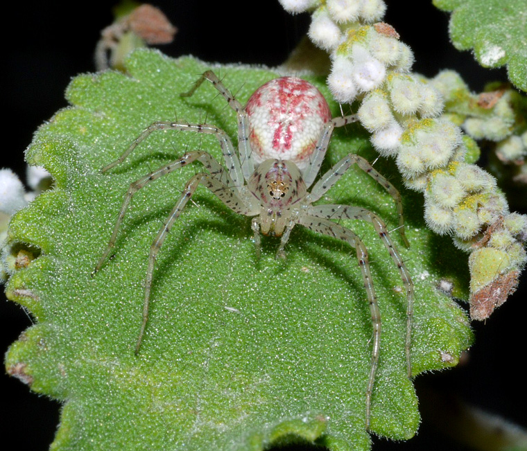 Peucetia albescens