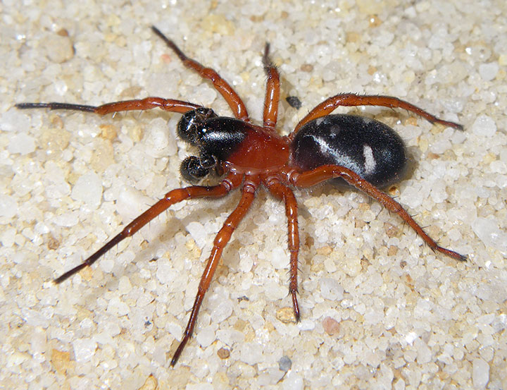 Zodariidae Storena cyanea