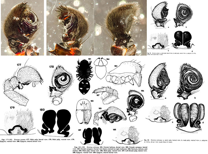 Zodariidae Storena cyanea