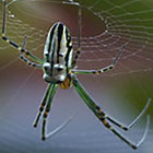 Tetragnatha decorata