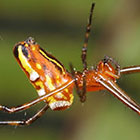 Tetragnatha granulata