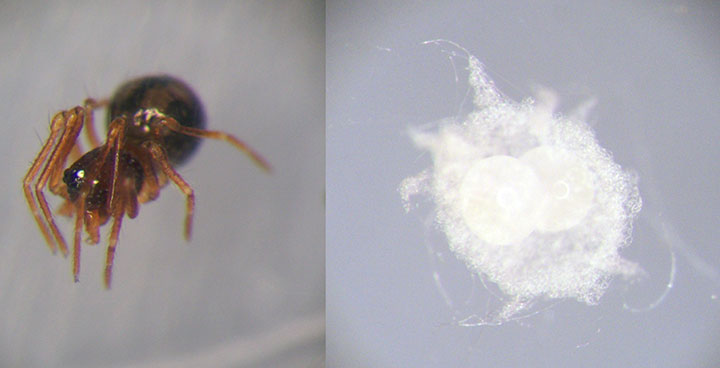 Anapidae Taphiassa globosa