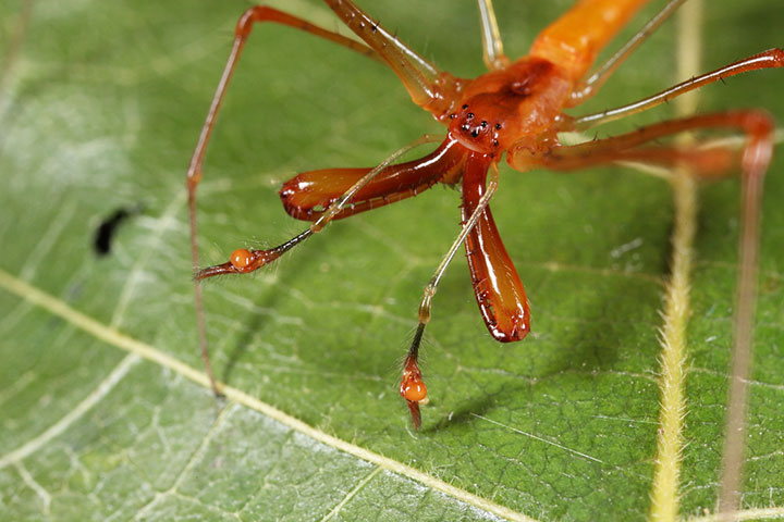 Tetragnatha rubriventris