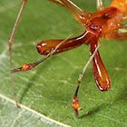 Tetragnatha rubriventris