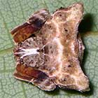 Celaenia dubia