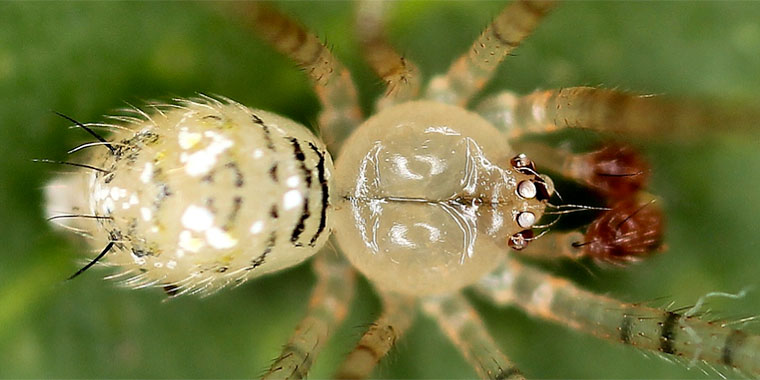 THeridion spinigerum Rainbow, 1916