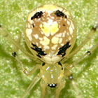 Theridion spinigerum Rainbow, 1916