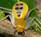 Poecilothomisus speciosus