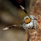 Salticidae Maratus albus