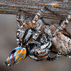 Salticidae Maratus australis