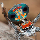 Maratus amabilis