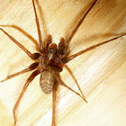 Tegenaria domestica