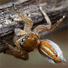 Salticidae Maratus aurantius