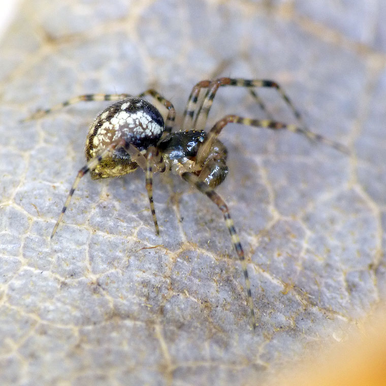 Theridion sp