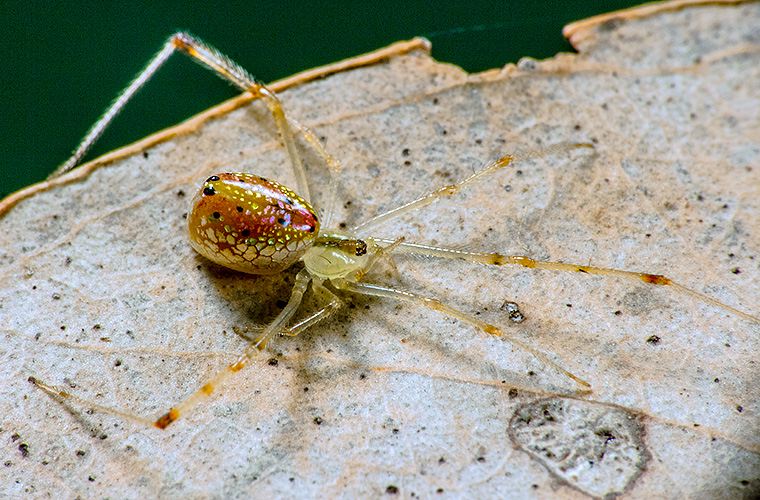 Thwaitesia nigronodosa or Thwaitesia argentiopunctata